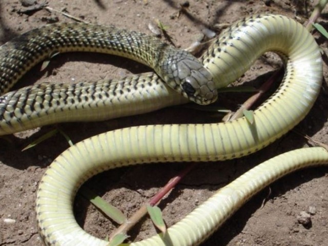 Bomberos capacitar sobre el manejo de animales venenosos